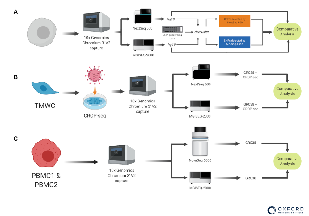 Illumina および BGI プラットフォームを用いた単一細胞ライブラリー調製およびシーケンシング